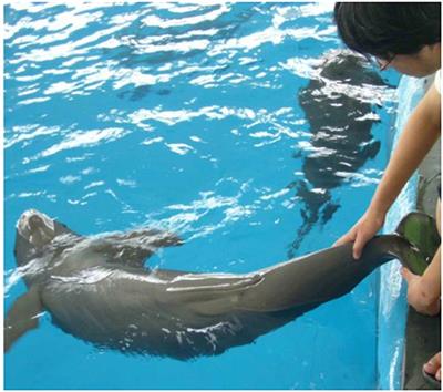 Non-invasive Fecal Steroid Measurements for Monitoring the Reproductive Status of a Critically Endangered Yangtze Finless Porpoises (Neophocaena asiaeorientalis asiaeorientalis)